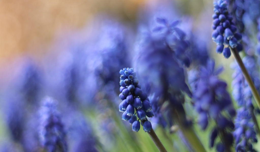 Цветы кисточкой