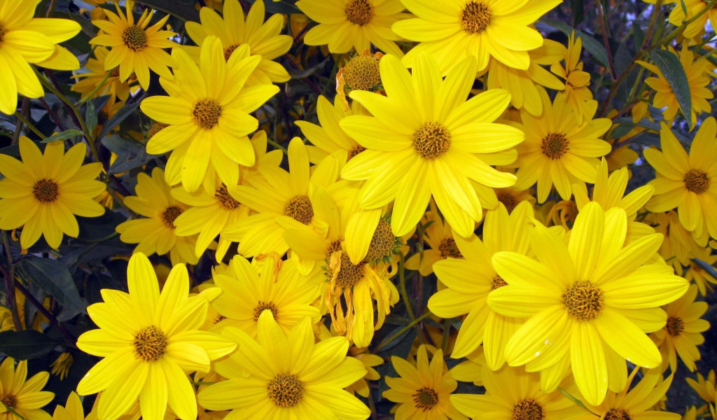 Цветы венидиум на дачном участке