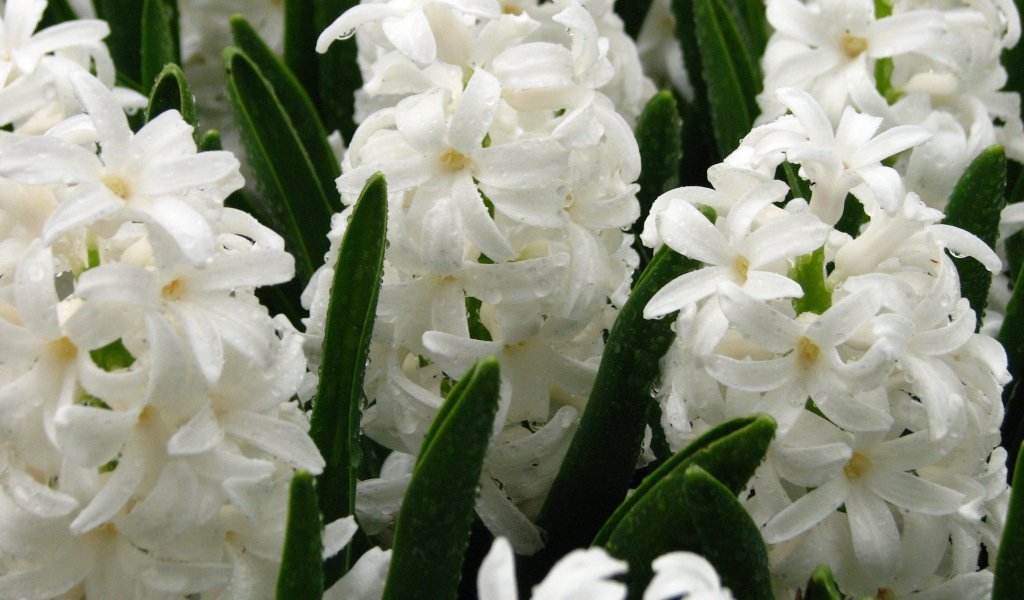 Цветы белые гиацинты