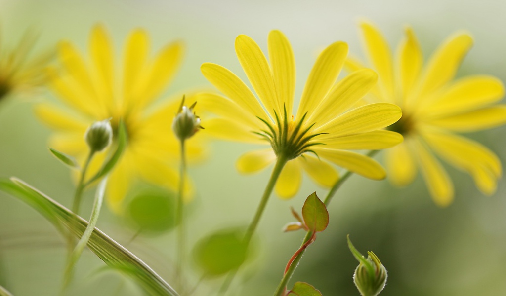 Цветы с длинными лепестками