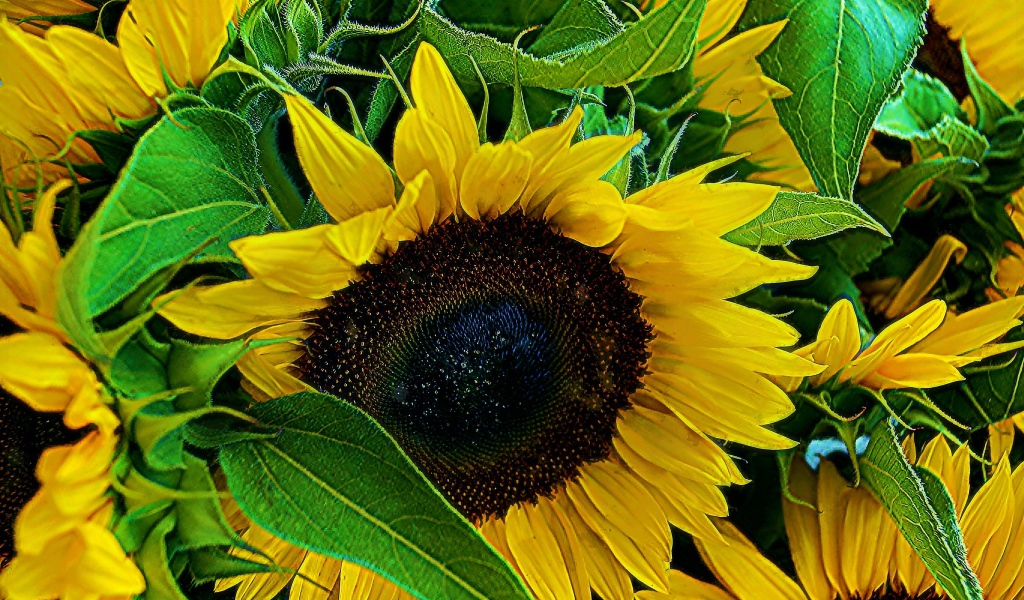 Цветы молодого подсолнуха