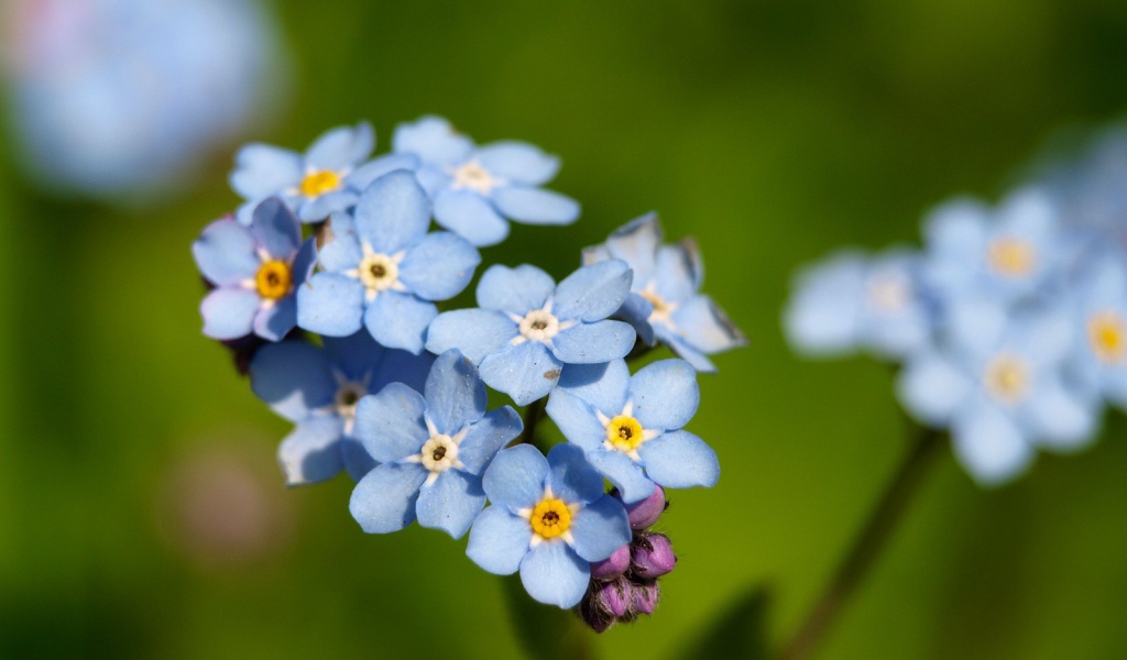 Красивые незабудки расцвели в саду