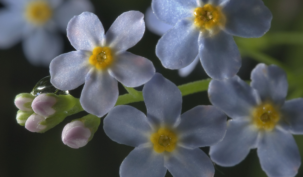 Forget-me-beautiful flowers