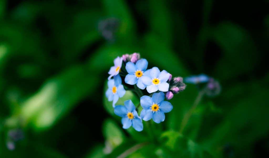 Цветы незабудки в лесу