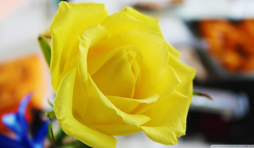 Ароматная жёлтая роза