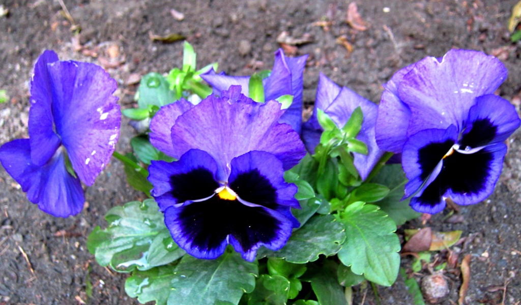 Живые цветы анютины глазки зацвели за домом