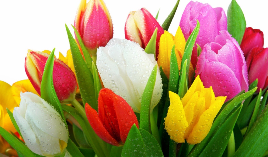 Свежие тюльпаны