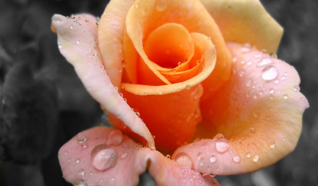 Свежая желтая роза