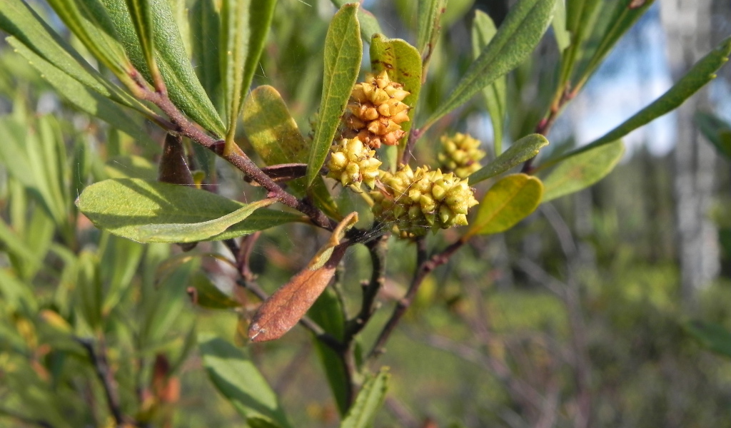 Растение восковник на клумбе в саду