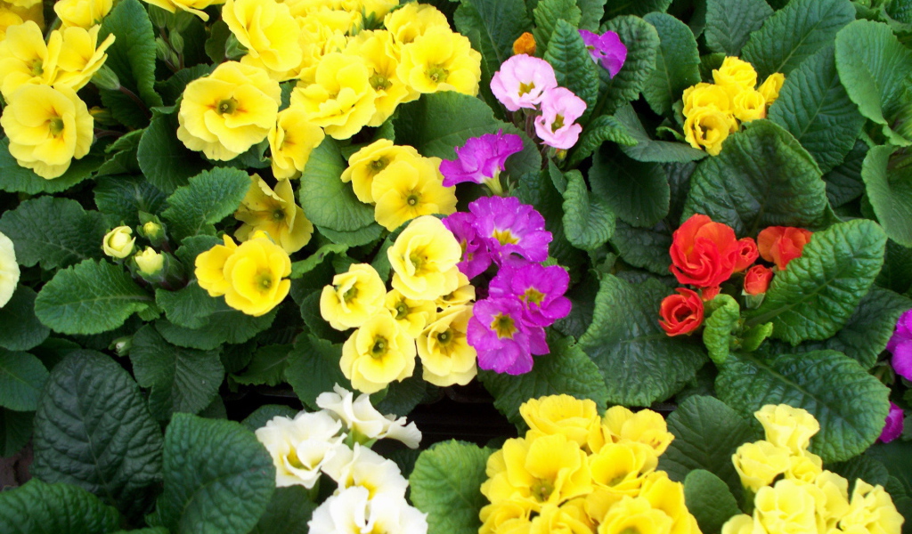 Садовые цветы примула на дачном участке