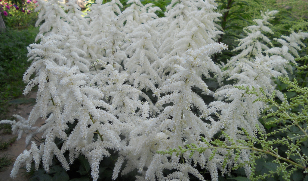 Садовые цветы астильба на дачном участке