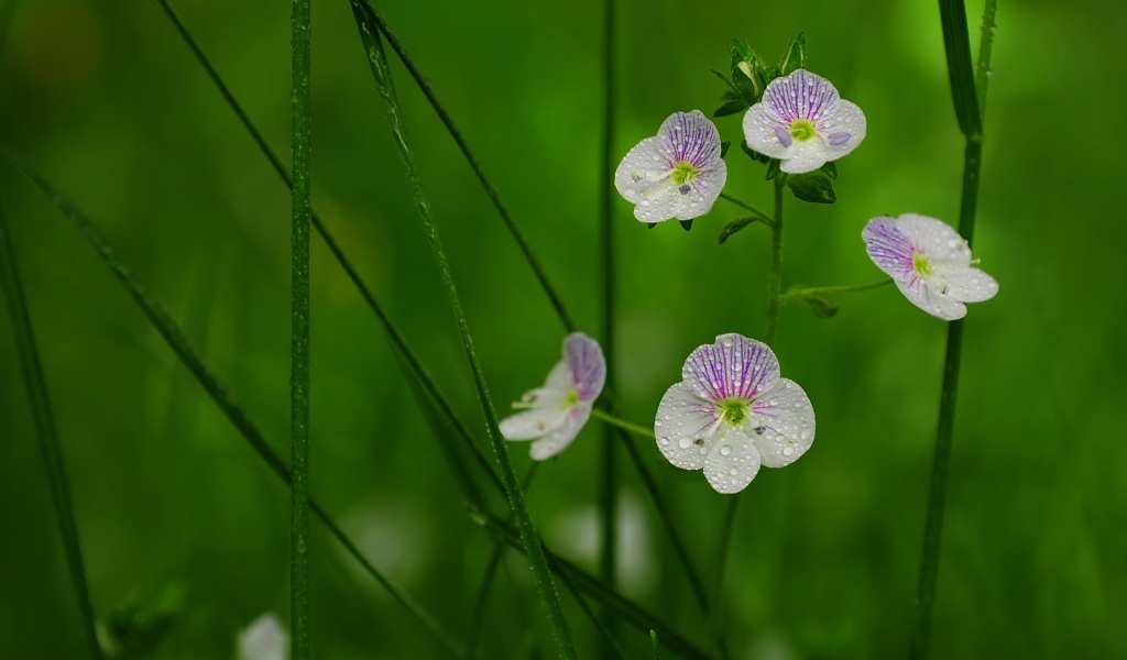 Садовые цветы вероника на дачном участке