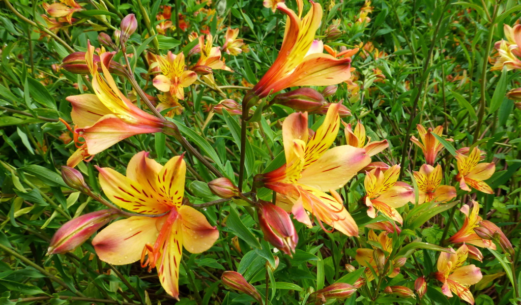 Садовые цветы альстремерия на дачном участке