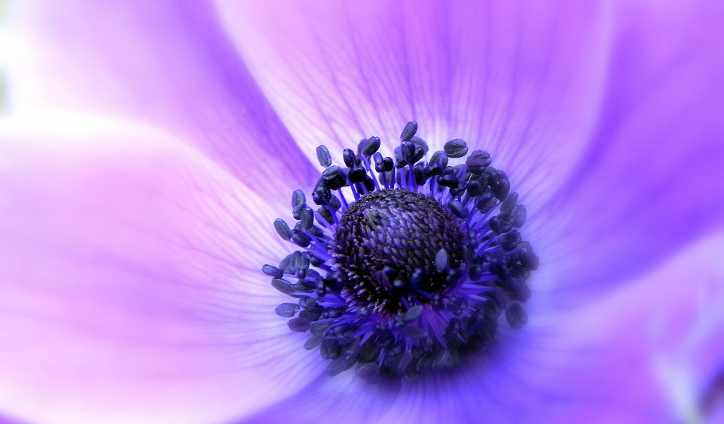 Садовые цветы анемона на дачном участке