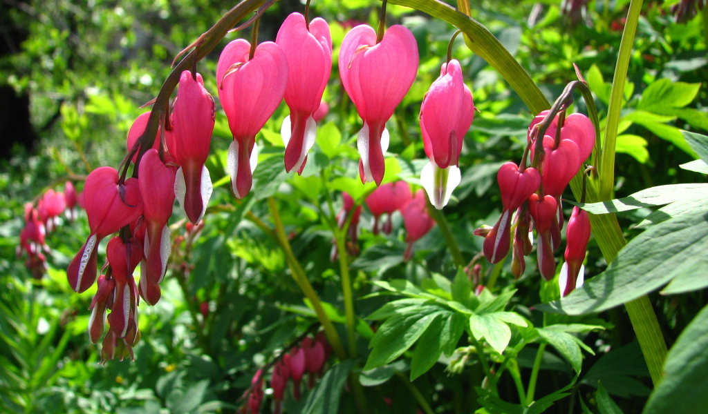 Садовые цветы дицентра на дачном участке