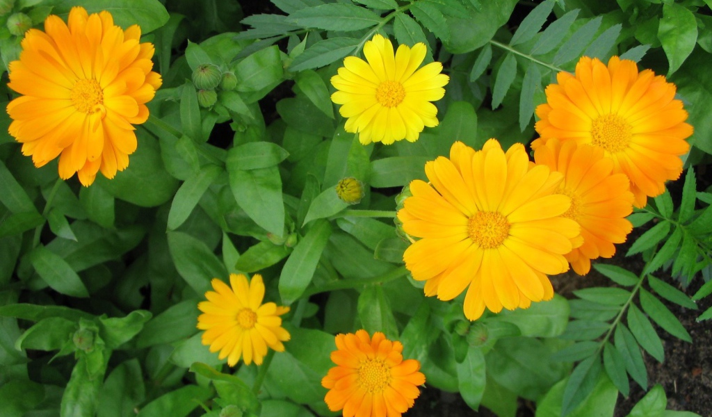 Садовые цветы календула на дачном участке