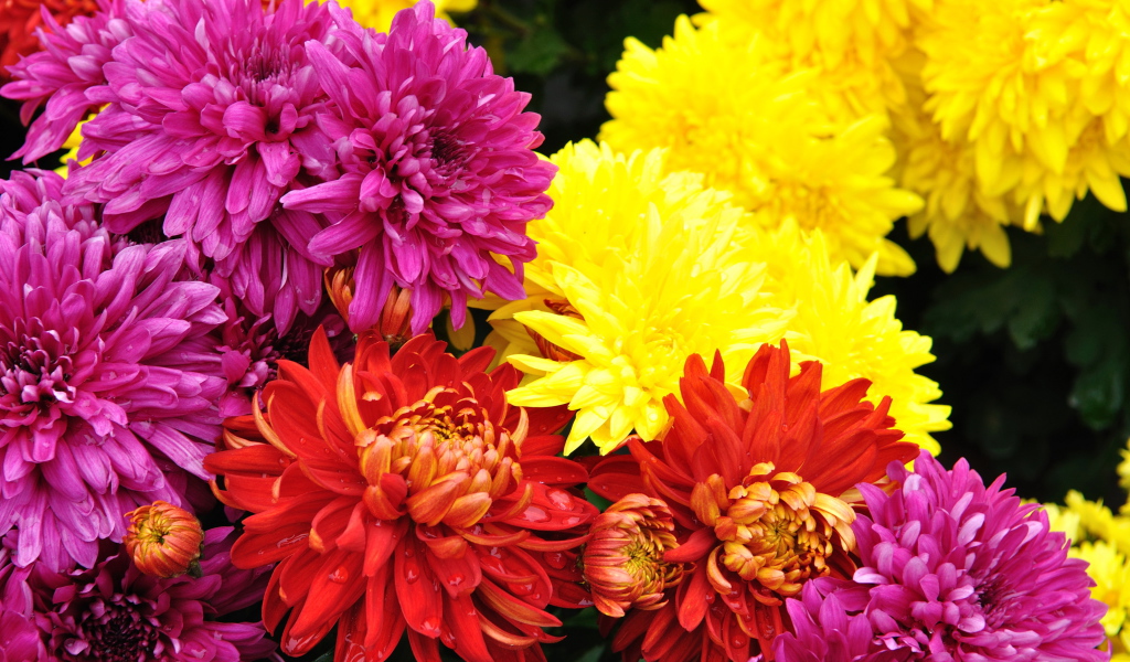 Садовые цветы хризантема на дачном участке