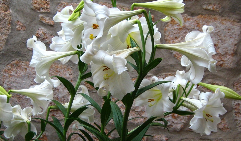 Садовые цветы лилия на дачном участке