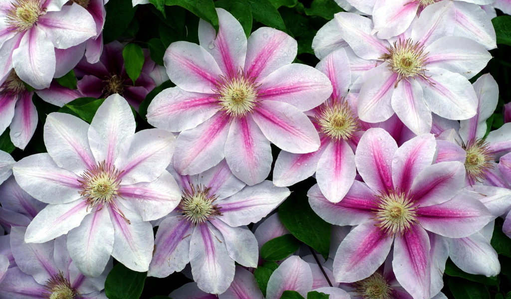 Садовые цветы клематис на дачном участке