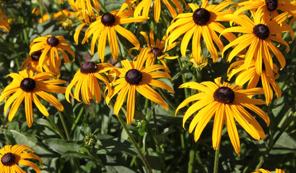 Садовые цветы рудбекия на дачном участке