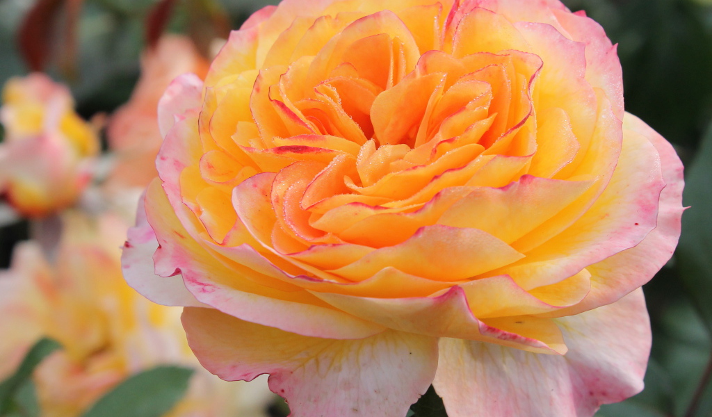 Садовые цветы кустарниковые розы на дачном участке