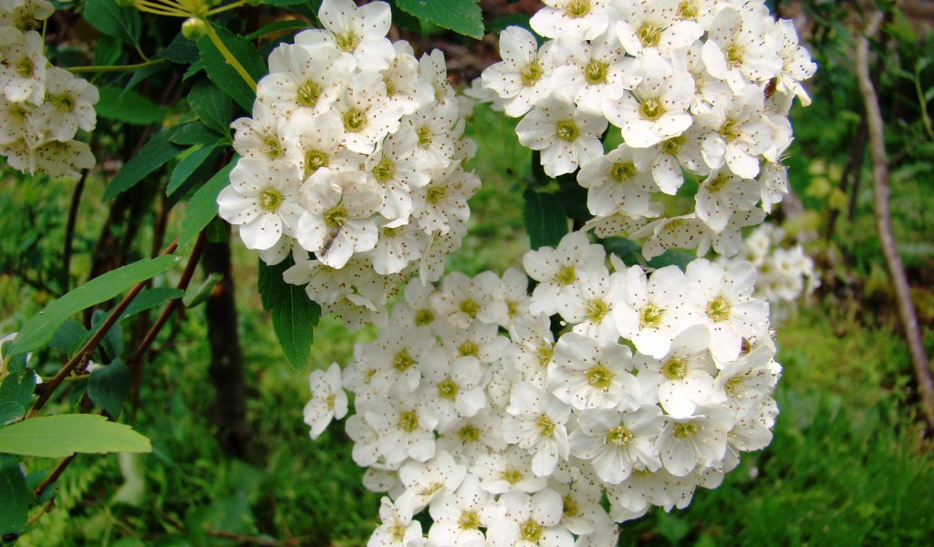 Садовые цветы спирея на дачном участке