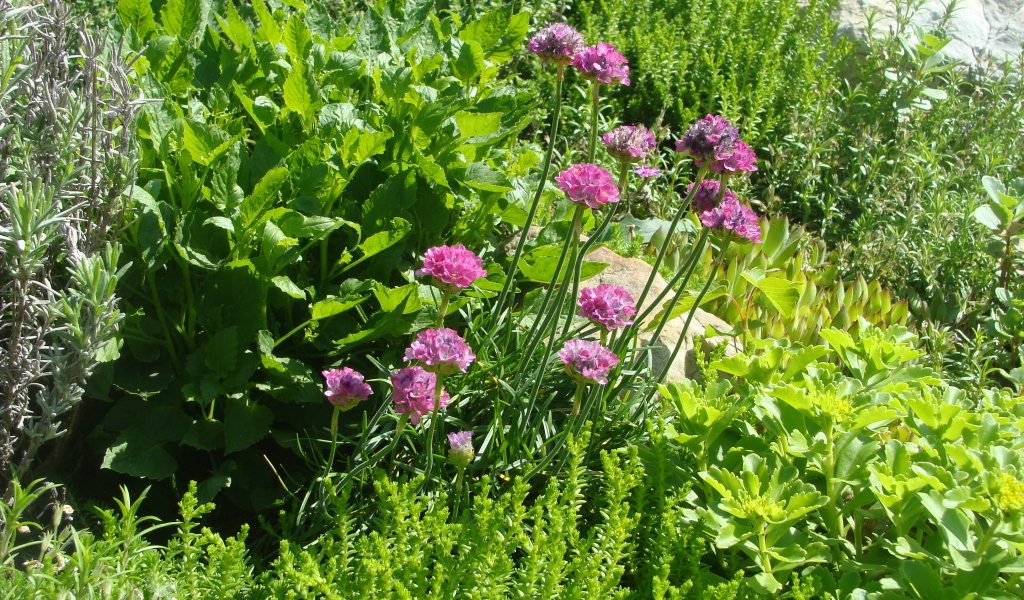 Садовые цветы армерия на дачном участке