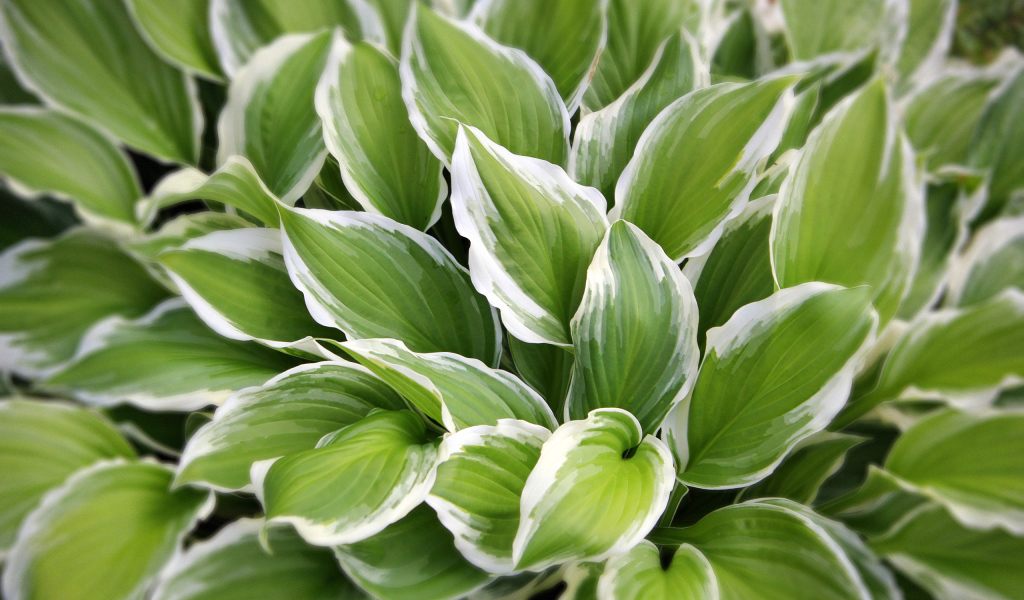 Садовое растение хоста на дачном участке