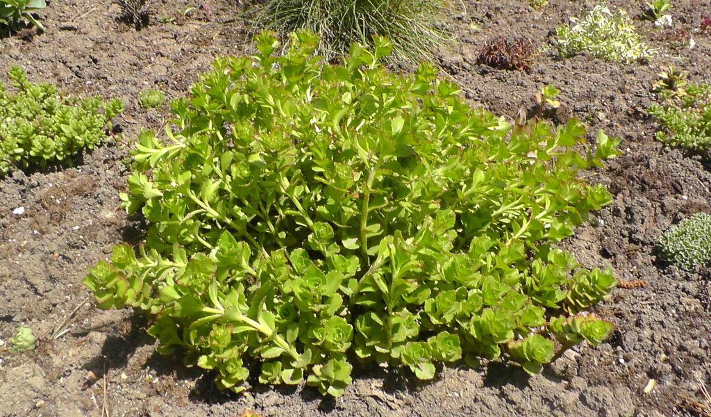 Садовое растение седум на дачном участке