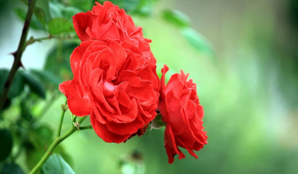 Садовые красные розы на фоне зелени