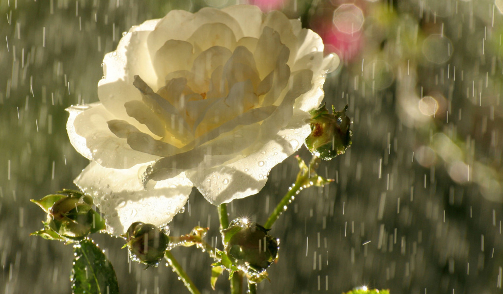 Садовая белая роза под дождём