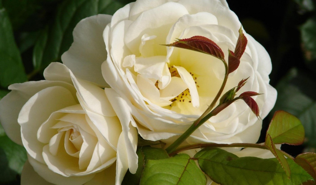 Садовые белые розы расцвели