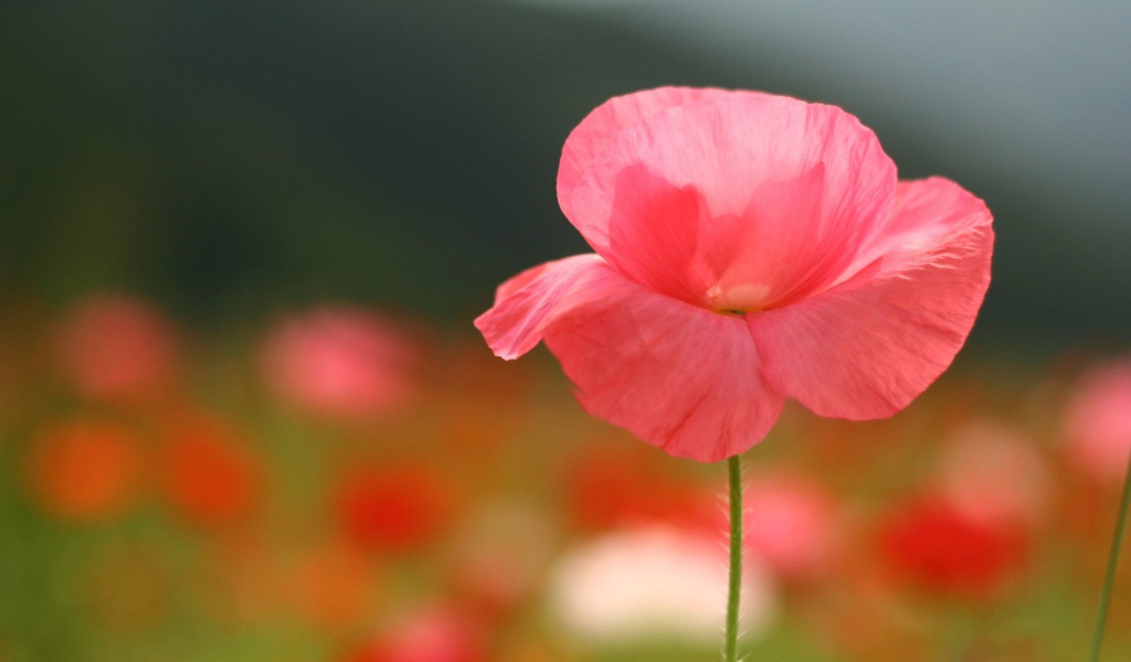 Нежные розовые лепестки