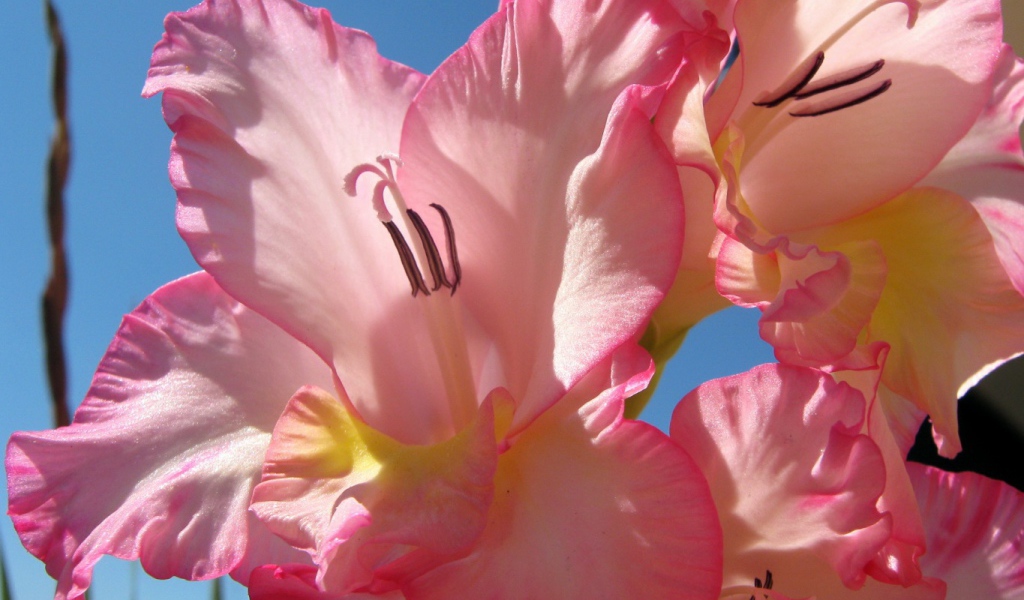 Нежно розовые цветы гладиолуса