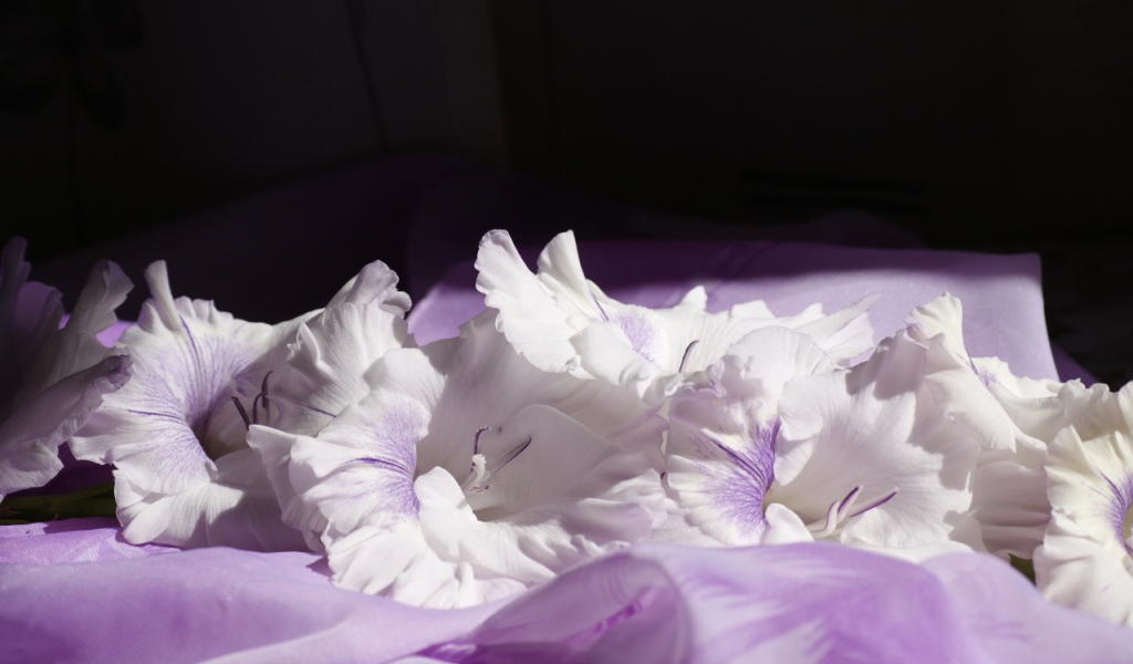 Нежно сиреневые цветы гладиолуса