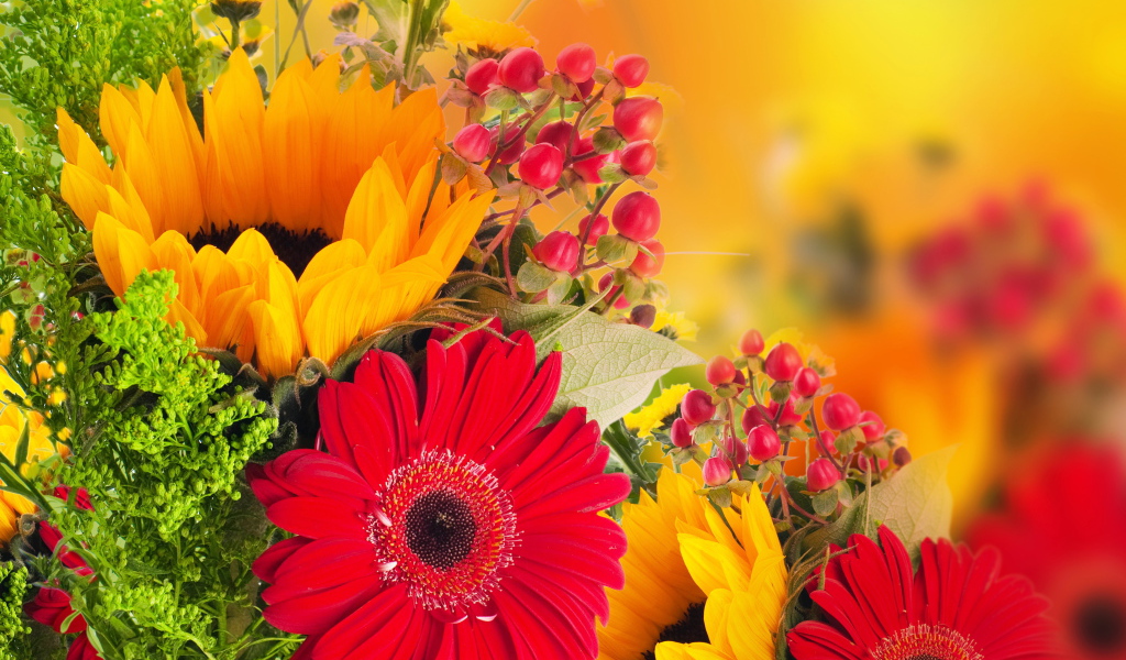Красивые цветы гербера на поляне