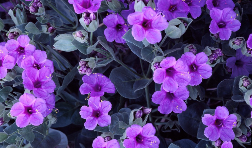 Цветы гиацинта 