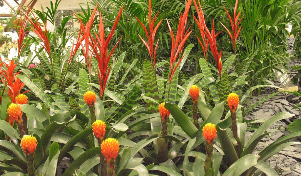 Имбирь (роскоя) на дачном участке