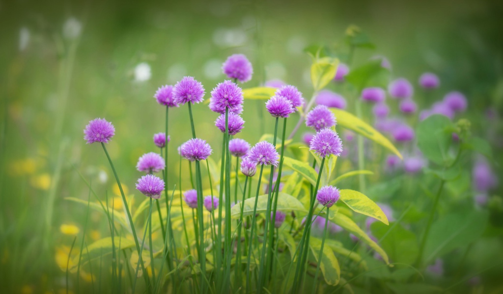 Поляна для отдыха