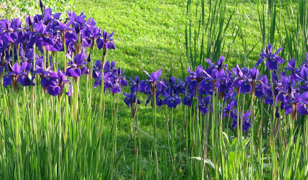 Полянка с ирисами