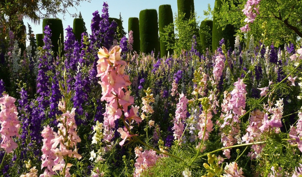 Цветение гладиолусов в саду