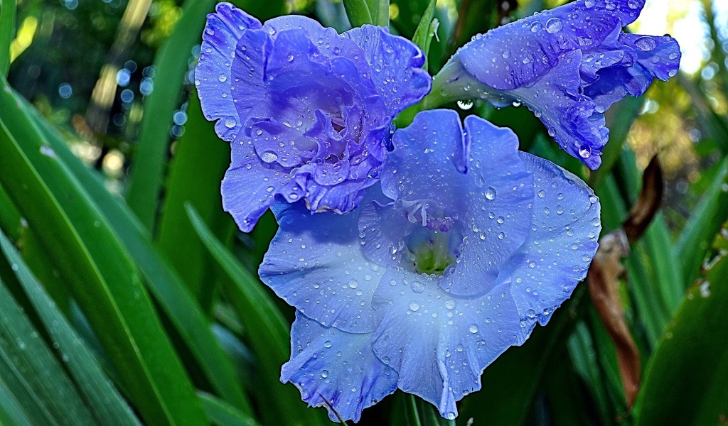 Гладиолусы в утренней росе