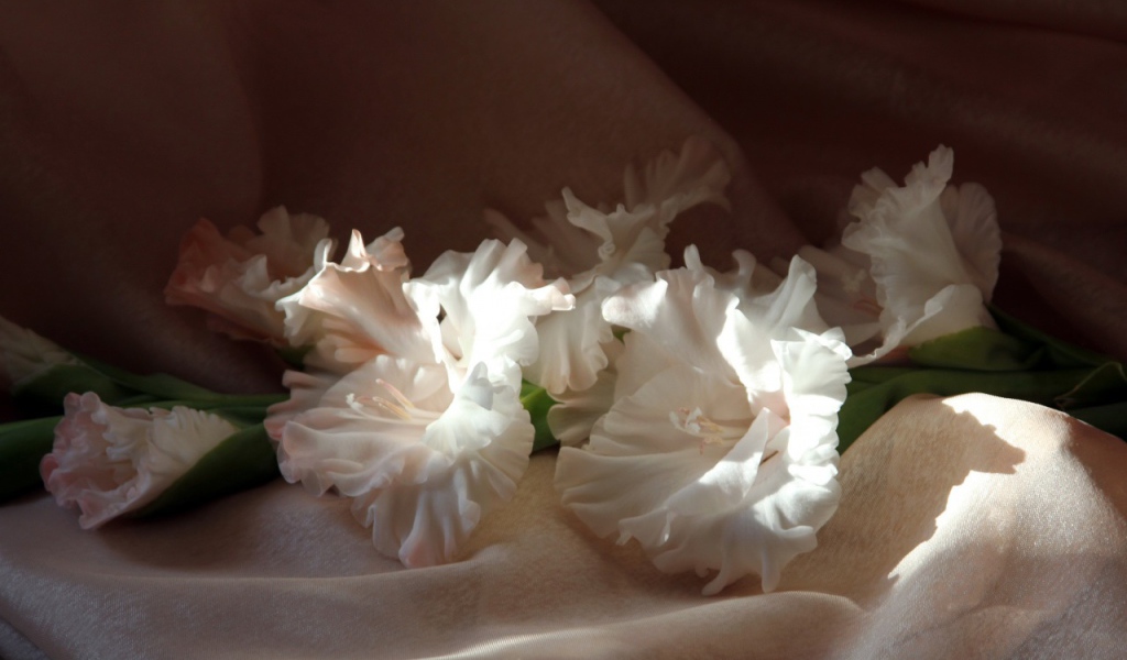 Гладиолусы в лучах солнца