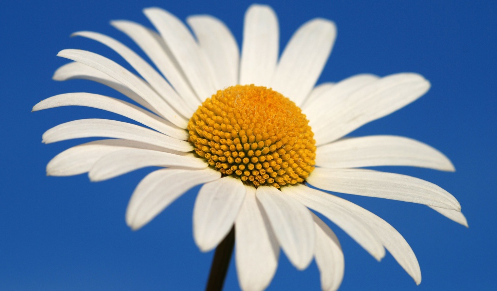 Большая белая ромашка