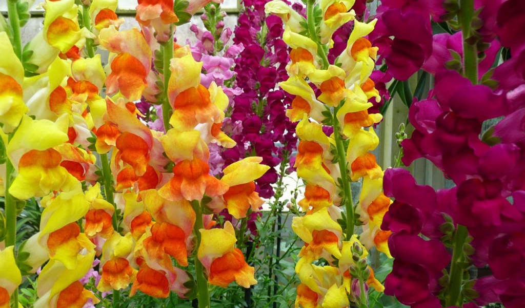 Великолепные гладиолусы на клумбе