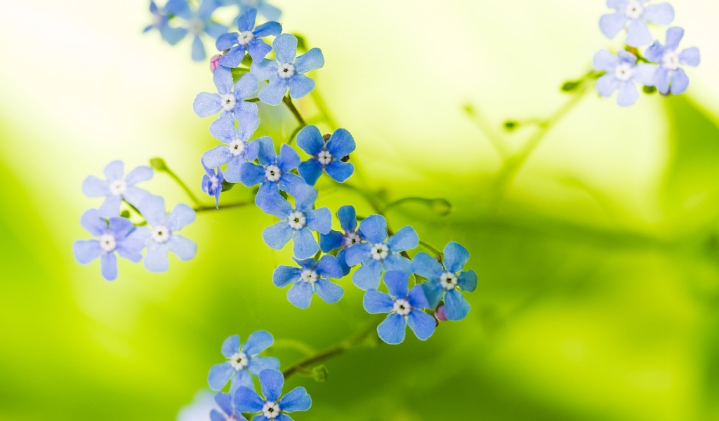 Прекрасные цветы