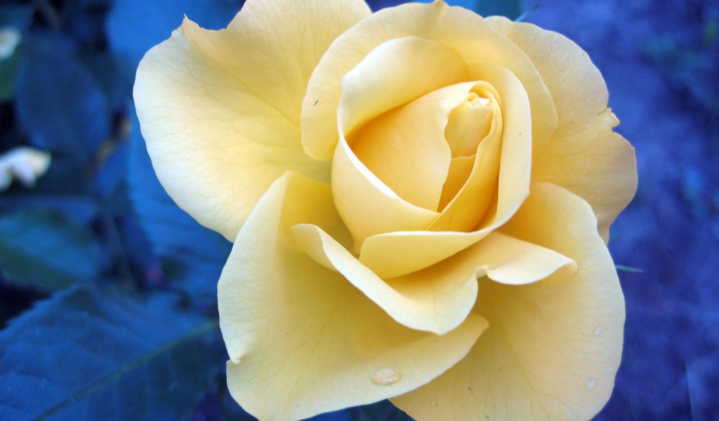 Растущий цветок