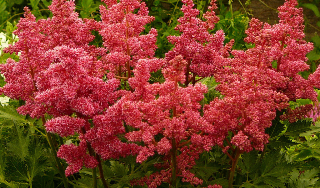 Выращивание цветов астильба в саду