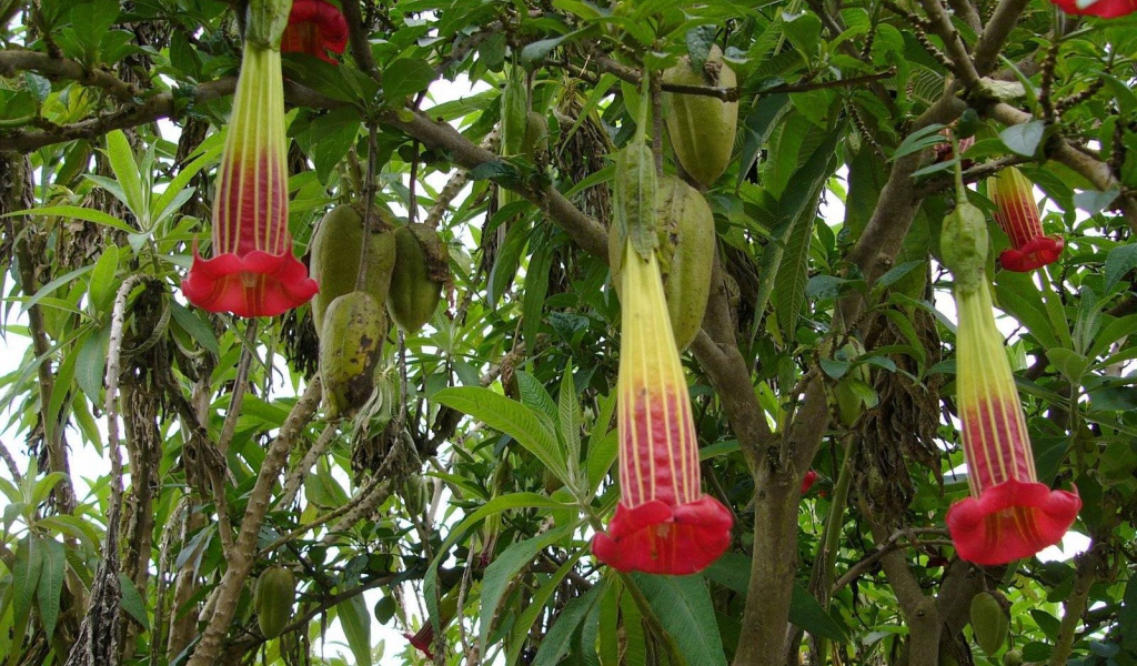 Выращивание растения бругмансия в саду