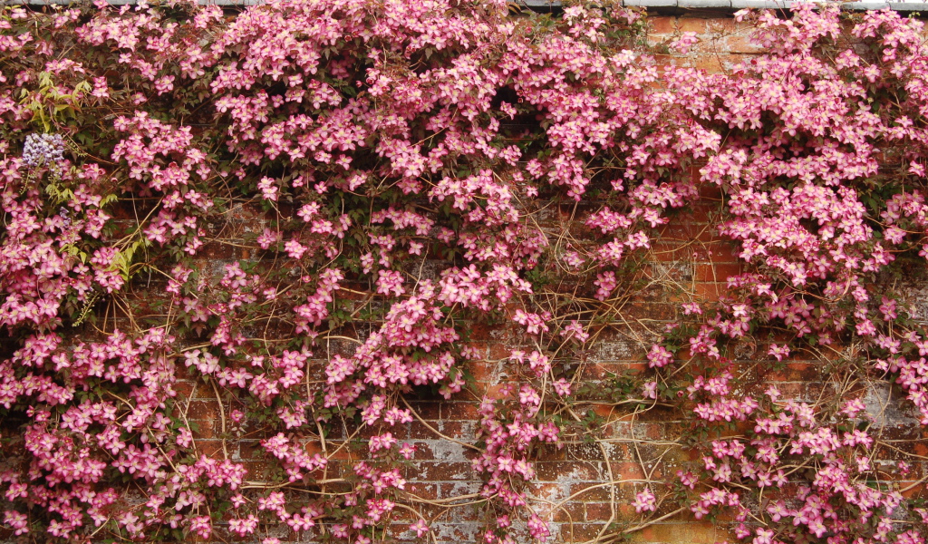 Выращивание цветов клематис в саду